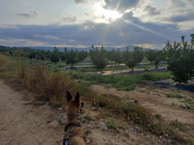 Housesitting in Spanien: Poolidylle, Hühnerglück und ein Hauch von Abenteuer [#28]