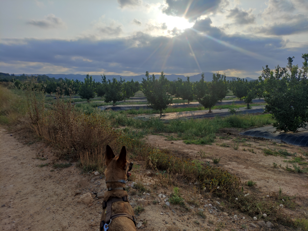 Housesitting in Spanien: Poolidylle, Hühnerglück und ein Hauch von Abenteuer [#28]