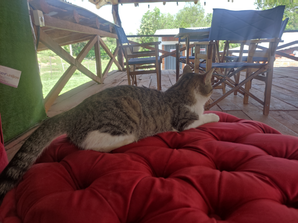 Katze auf rotem Hocker [Campingplatz Paso Yobai in Paraguay]