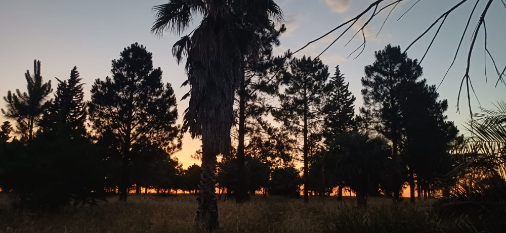 Sonnenuntergang mit Palmen und anderen Bäumen
